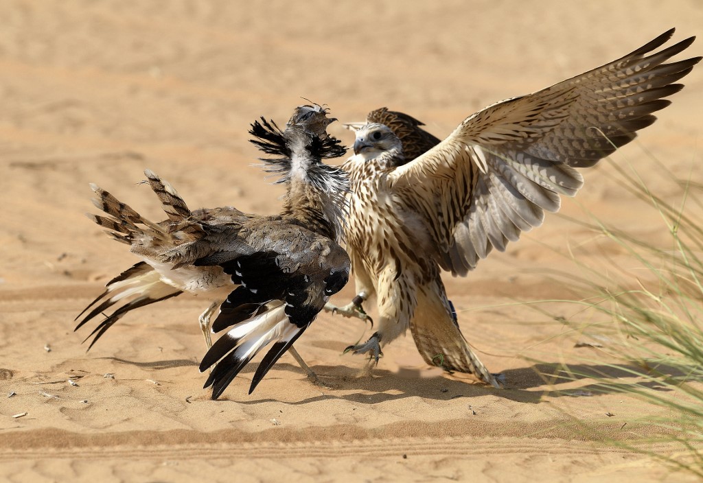 عقاب در حال شکار هوبره