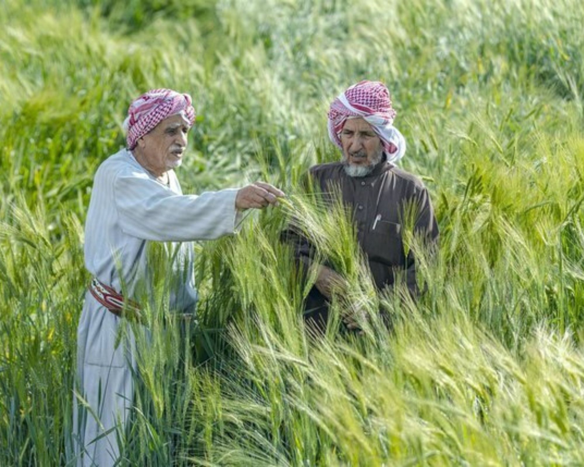 عربستان سعودی آینده امنیت غذایی را مهندسی می‌کند