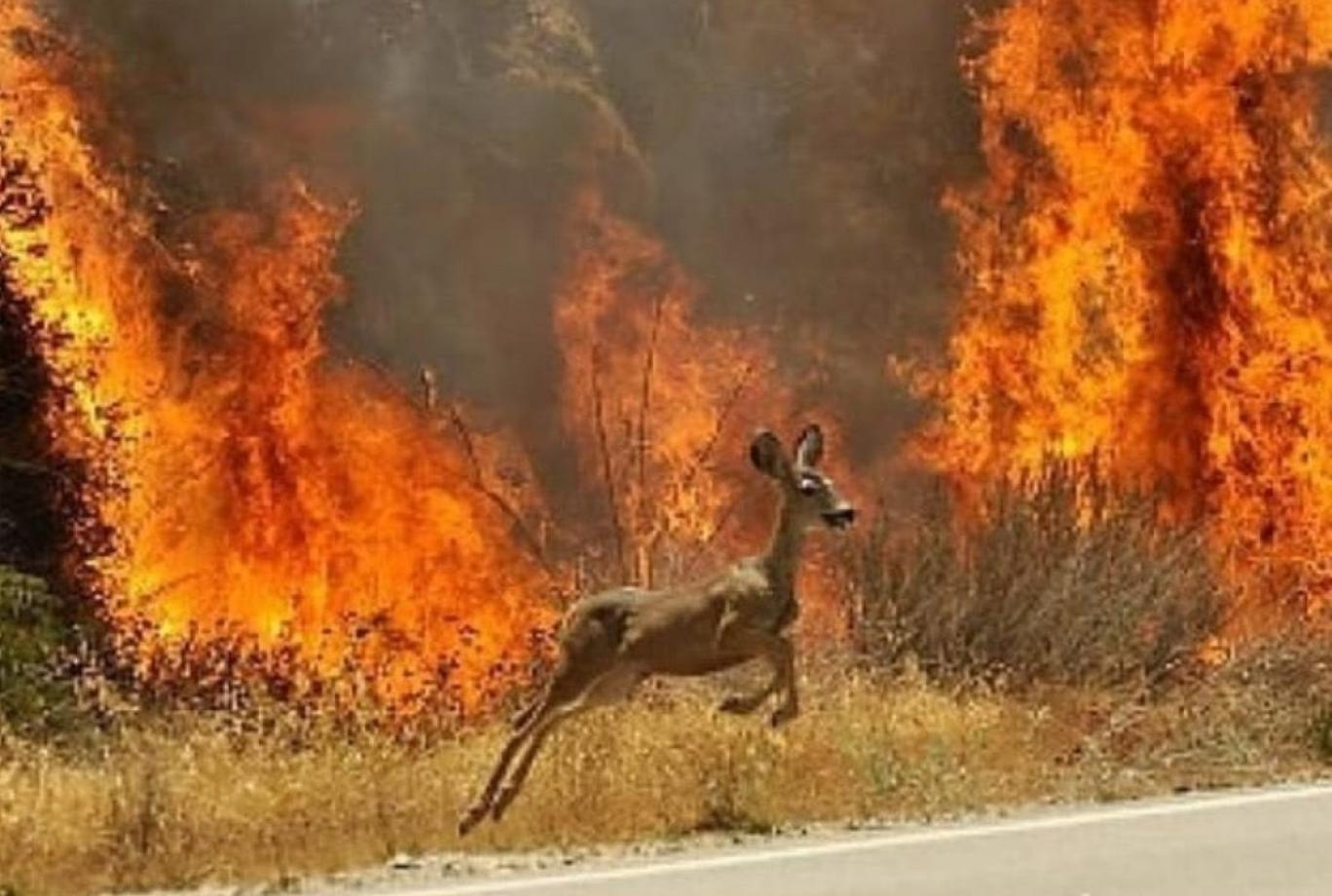Другие гибнут. Животные в горящем лесу. Животные бегут от пожара. Животные бегут от пожара в лесу. Пожар в лесу звери бегут.