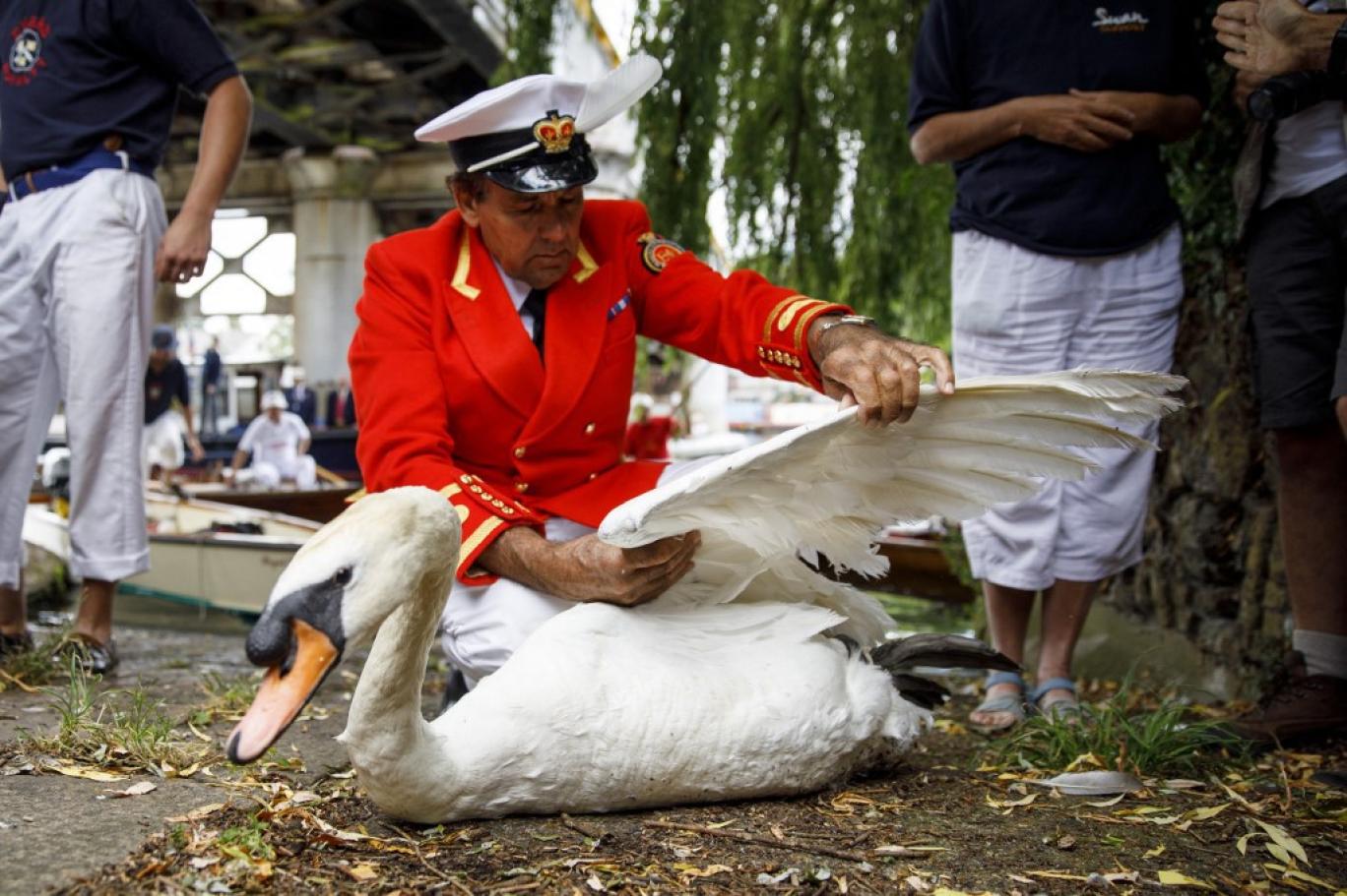 День человека птицы. Swan upping в Великобритании. Swan upping традиции. Хранитель лебедей королевы Дэвид барбер. Праздник Swan upping и Королева.