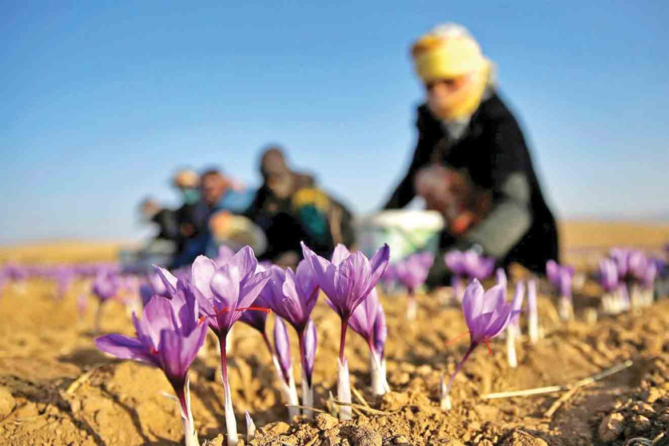 صادرات زعفران در ماه‌های اخیر ۵۰ درصد کاهش یافت | ایندیپندنت فارسی