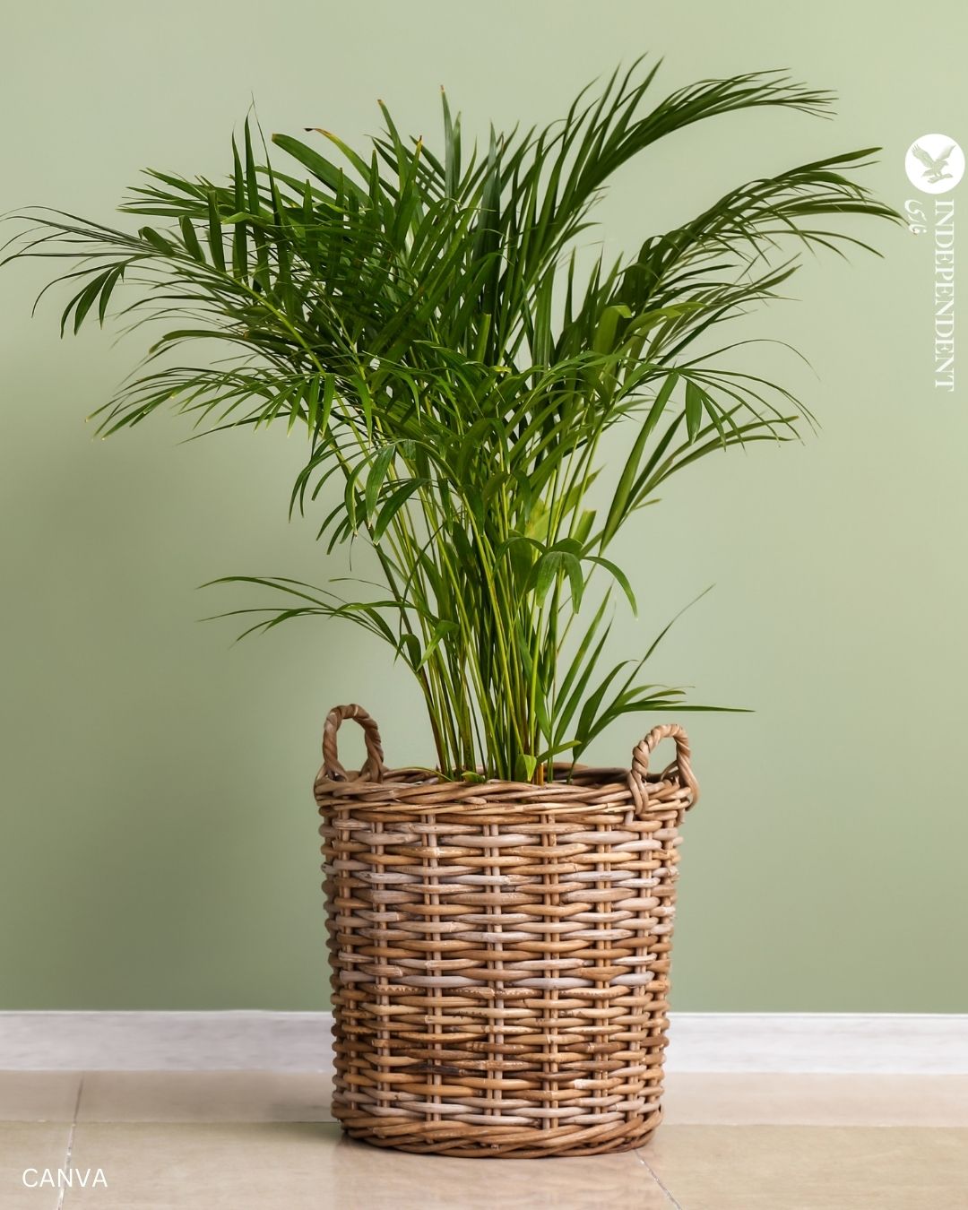 گیاهان آپارتمانی برای رفع مشکل رطوبت در خانه  (6).jpg
