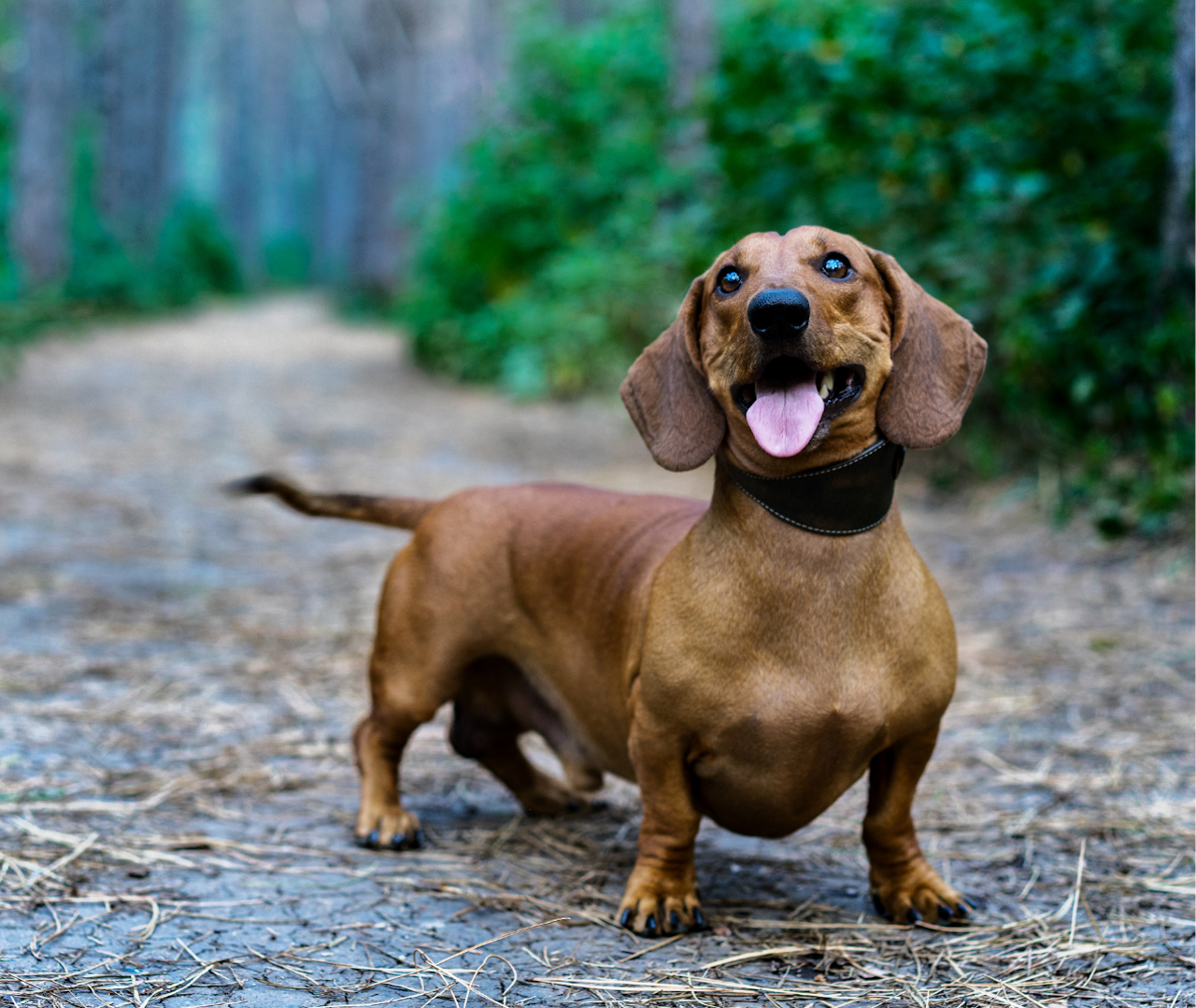 Dachshund.png