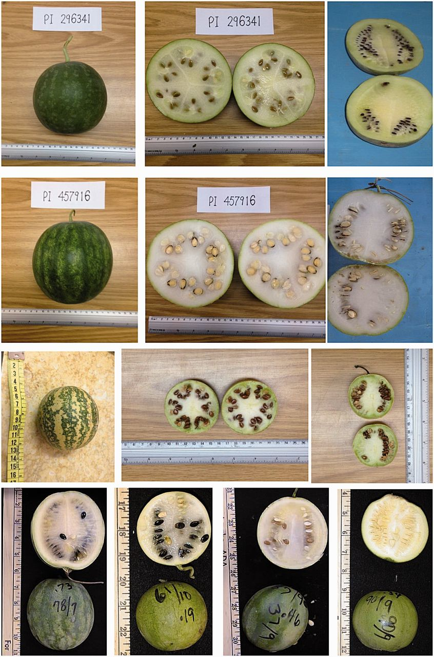 Fruits-of-wild-and-primitive-Citrullus-Top-three-rows-Small-spherical-broadly.png
